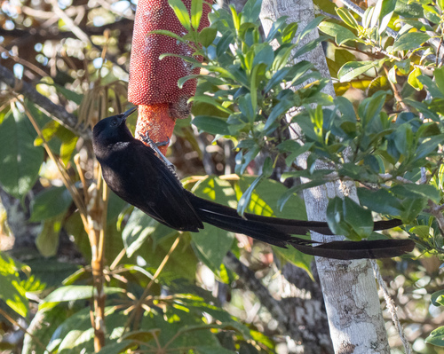Princess Stephanie's Astrapia (Astrapia stephaniae), photo 7