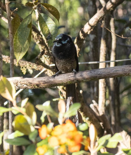 Princess Stephanie's Astrapia (Astrapia stephaniae), photo 8