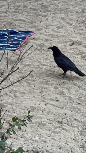 iNaturalist observation photo of Common Raven