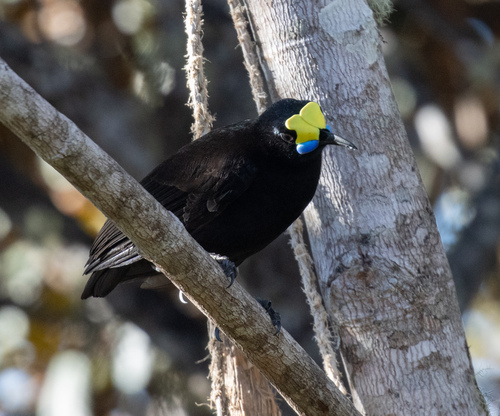 Short-tailed Paradigalla (Paradigalla brevicauda), photo 1