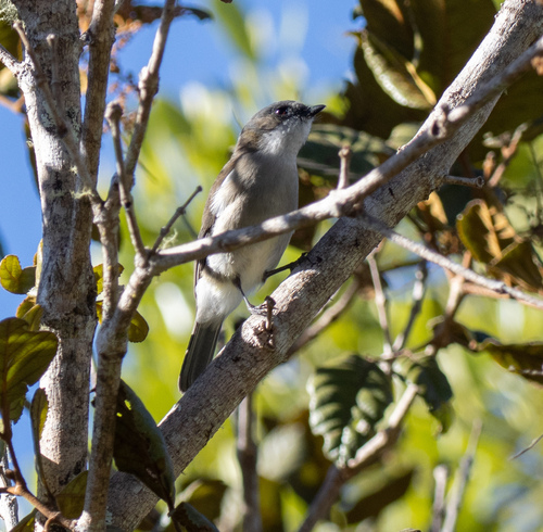Pachycephala modesta observed 2026-06-17