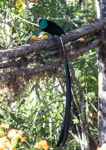 Princess Stephanie's Astrapia (Astrapia stephaniae), photo 10