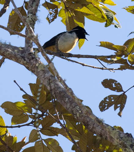 King of Saxony Bird-of-paradise (Pteridophora alberti), photo 6