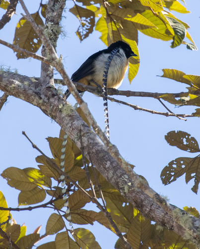 King of Saxony Bird-of-paradise (Pteridophora alberti), photo 7