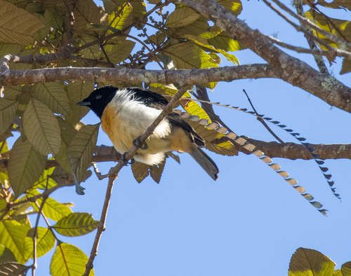 King of Saxony Bird-of-paradise (Pteridophora alberti), photo 8