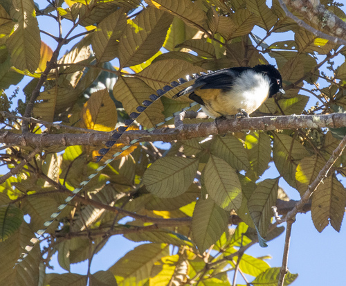 King of Saxony Bird-of-paradise (Pteridophora alberti), photo 9