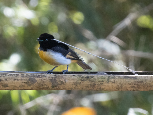 King of Saxony Bird-of-paradise (Pteridophora alberti), photo 10