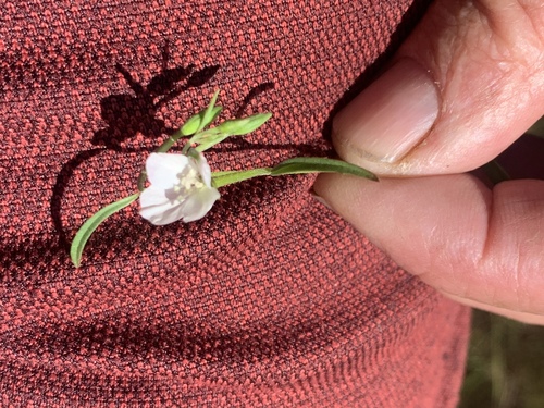 Canyon clarkia (Clarkia epilobioides)