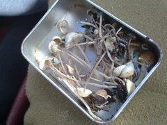 Mycena cyanorhiza