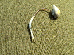 Mycena cyanorhiza
