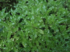 Brachyglottis perdicioides