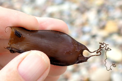 Asymbolus vincenti