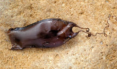 Asymbolus vincenti