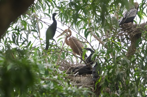 iNaturalist image