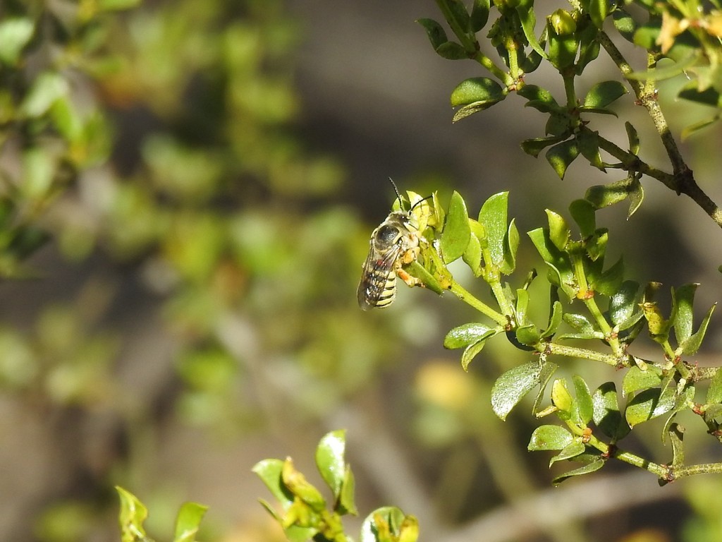 Trachusa larreae