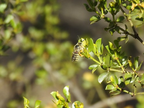 Trachusa larreae