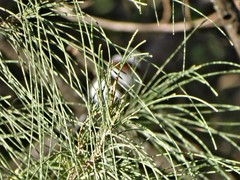 Batis molitor molitor