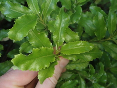 Brachyglottis perdicioides