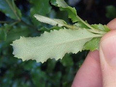 Brachyglottis perdicioides