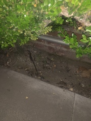 Elgaria multicarinata