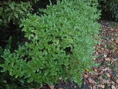 Brachyglottis perdicioides