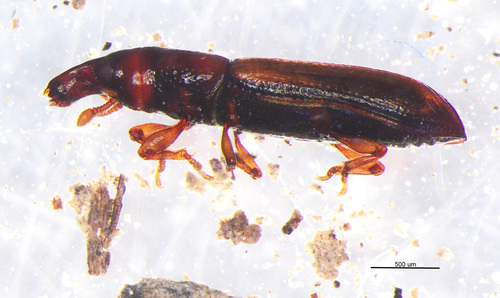 Phloeophagosoma observed 2026-07-23