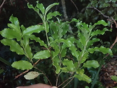 Brachyglottis perdicioides