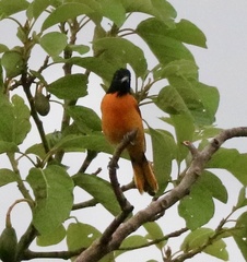 Icterus galbula