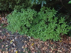 Brachyglottis perdicioides