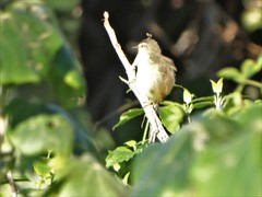 Prinia subflava pondoensis