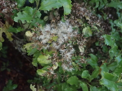 Brachyglottis perdicioides