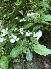 Hydrangea scandens