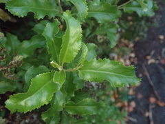 Brachyglottis perdicioides