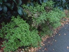 Brachyglottis perdicioides