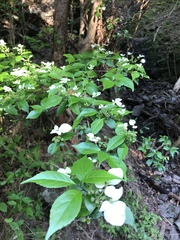 Hydrangea scandens