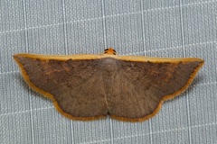 Picromorpha pyrrhopa