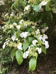 Hydrangea scandens