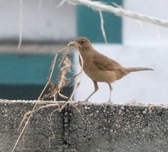 Turdus grayi