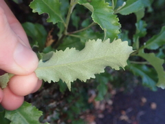 Brachyglottis perdicioides