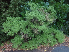 Brachyglottis perdicioides