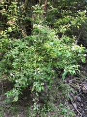 Hydrangea scandens