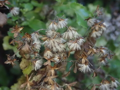 Brachyglottis perdicioides