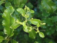 Brachyglottis perdicioides