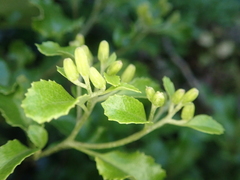 Brachyglottis perdicioides