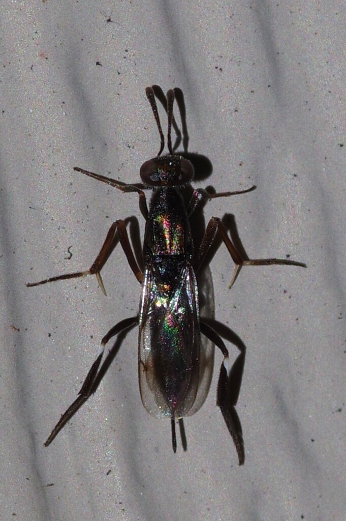 Metapelma schwarzi