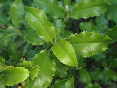 Brachyglottis perdicioides