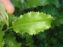 Brachyglottis perdicioides