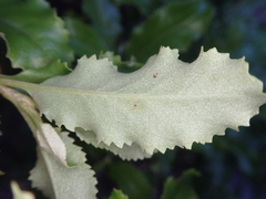 Brachyglottis perdicioides