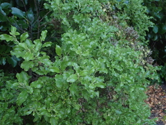 Brachyglottis perdicioides