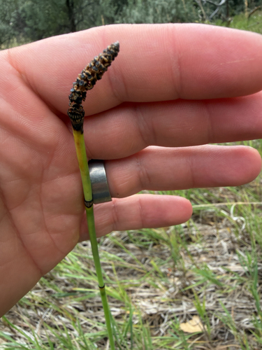 Equisetum laevigatum, photograph 6